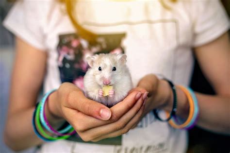 shamster|5 Most Popular Pet Hamsters